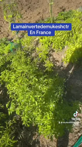 #hatermakemefamous🤘🔥🔥😎 #comedyvideo #influencer #diasporatiktok 