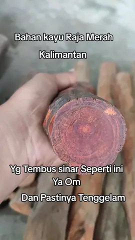 #kayuraja #gaharumerah #bulanmaulidurrasul #kayuraja #kayukalimantan 