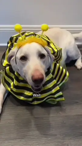 do you think riley is ordinary? 😆#LanguageLearning #rileythelab #trending #viral #ordinary @Alex Warren 