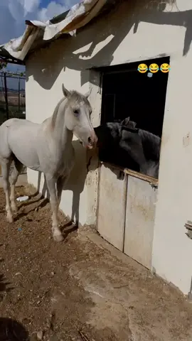 #شعب_الصيني_ماله_حل😂😂😂 #خيل_وخياله🐎 #😂❤️ #viralvideo #foryoupage 