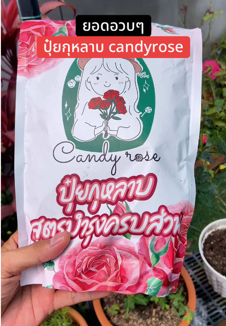 ยอดอวบๆปุ๋ยกุหลาบ candyrose #ปุ๋ยกุหลาบ #ปุ๋ยกุหลาบcandyrose #ปุ๋ยกุหลาบบํารุงครบส่วน #รีวิวของใช้ดีบอกต่อ #ttsร้านใหม่ลดแรง 