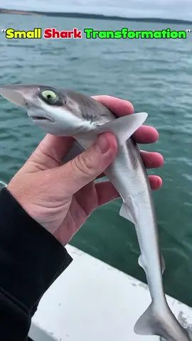 Small to big Shark Transformation 😲💥😱
