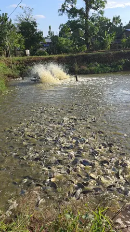 persiapan untuk isriwil... #cantikanilafrm  #Cantikaguffifarm #ikannila #ikanairtawar #budidayaikannila  #ikanvaporit  #fyp 