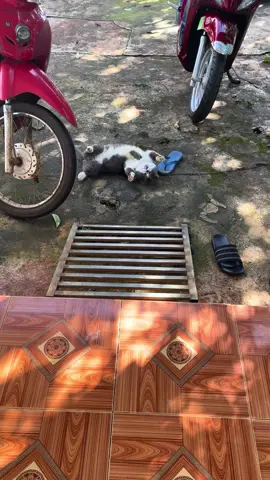 Mèo nhà nông nên bộ lông không được mượt🤣🤣 #cat #viral #meo #meoanhchanngan #tom 