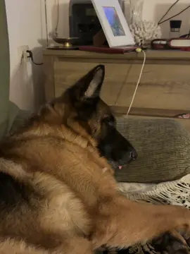 Sleeping beauty 🥰 #dogsoftiktok #germanshepherd 
