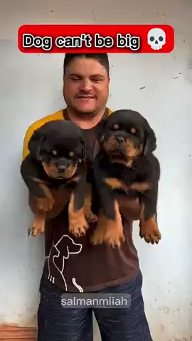 dogs can't be big 😯  #foryoupage❤️❤️ #fyupageシtiktokeviral #fyp #viralv 