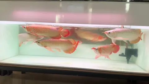 Sepauk Style 😍🐲🐉  #fyppppppppppppppppppppppp #arwanasuperred #specialarowana #arowanaindonesia #arwanalovers 