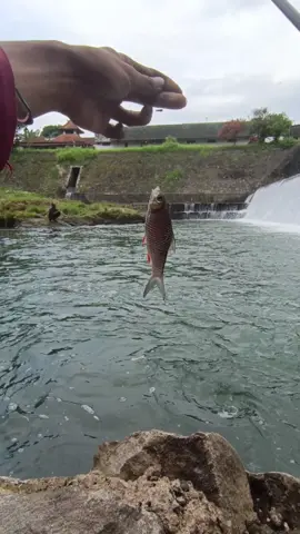 Ikan masih sulit malah banjir maning #spotmancingliar #ikannilem #purwokerto #dewategek #microfishing 