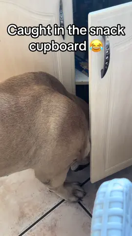 He got a fright because he knows that’s not allowed 😂🙈#Raptortheboerboel #funnydogvideos #bighousedog #explore #fyppppppppppppppppppppppp @Hashtag_boerboels 