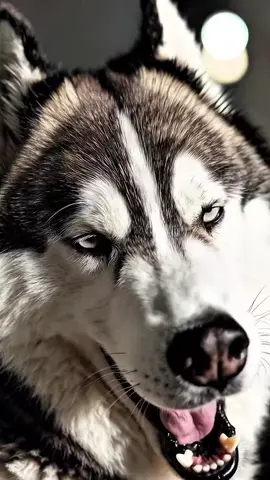 Rusk #wallpaper #wallpapers #livewallpaper #4kwallpaper #wallpapervideo 