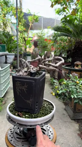Hồng ngọc mai . #Bonsai #caycanh #bonsaimini 