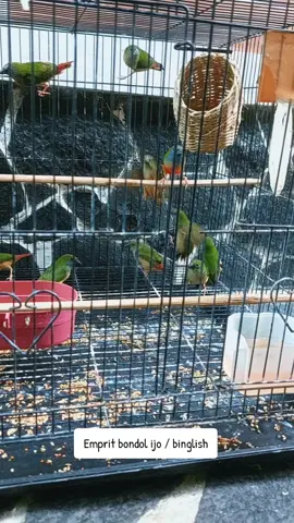 #aviary #aviarymini #aviarybirds #emprit #binglis 