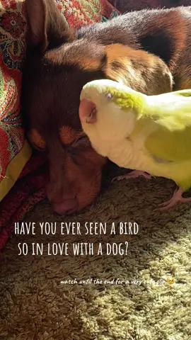 piwi and grimmick cuddling this morning ☀️ #quakerparrot #daschund #sausagedog #weinerdog #parrot 