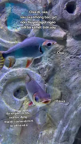 #vinwondersphuquoc #GreenCreator #Vinwonders #dulich 