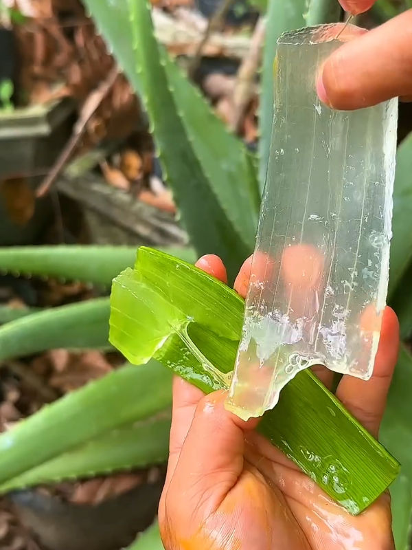 My little heating plant #aloevera #plants #herbal #aloeveragel #natural 