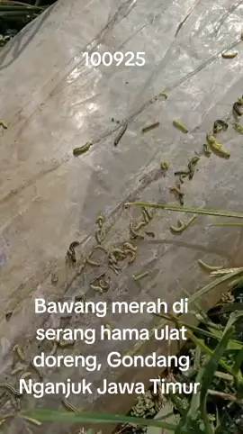 sabar kawan ngak sendiri banyak yg kayak gitu, petani jiwone satria , mental petani mental baja, kalah nandur neh, bawang merah di serang ulat doreng, Gondang Nganjuk Jawa Timur 