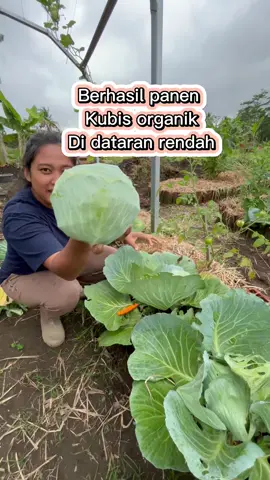 Berhasil menanam kubis organik di dataran rendah #kebun #berkebun #berkebundirumahaja #garden #homegarden 