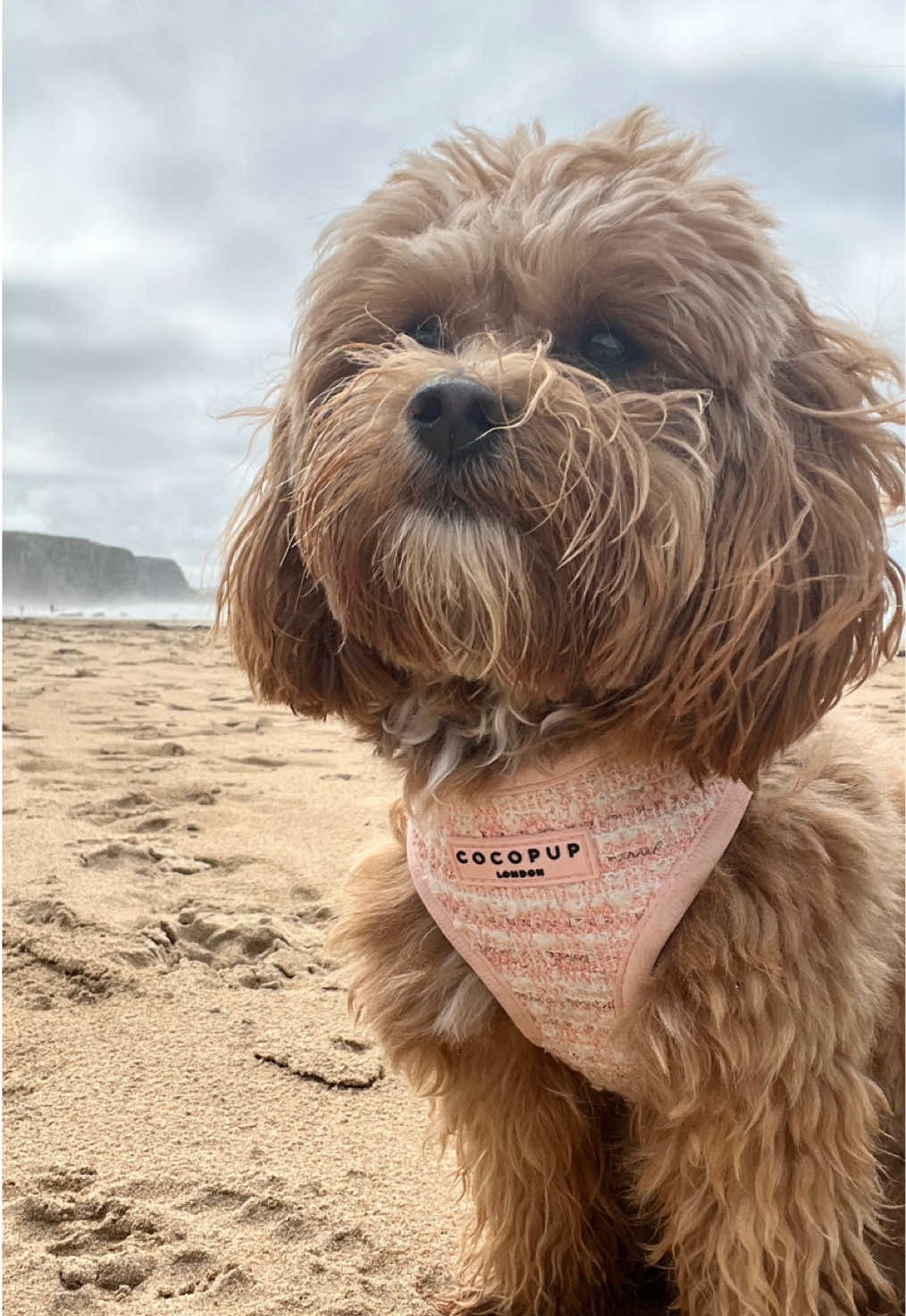 Luckiest in life to be able to call you both my little family🥹🐾🤍 #cornwall #staycation #family #fyp #girlandherdog 