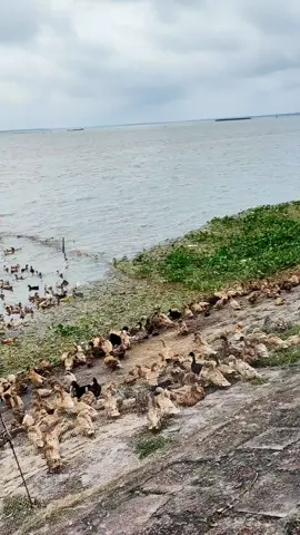 একটা ছিল সোনার কন্যা 🥰#tiktok #foryoupage #vairal #unfrezzmyaccount @TikTok 