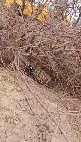 #tiktokindia #tiktokviral #fy #fyppppppppppppppppppppppp #like @Grinna 🫳 @Mohammed Lubbad @🦆🦆 