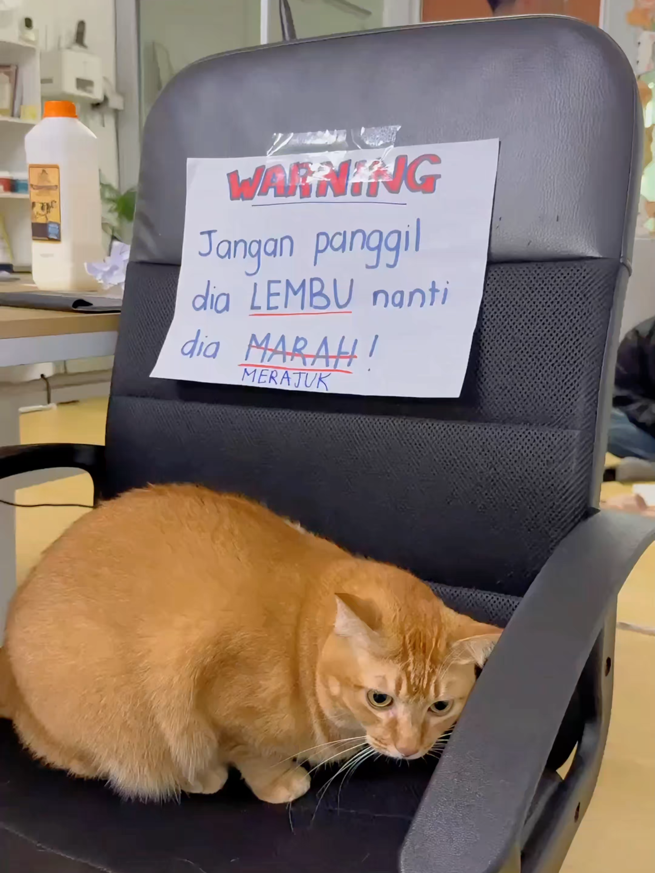 #ollenthelazybum dah bagi warning pun korang tak baca hm.. #cats #bitacat #catsoftiktok #fyp