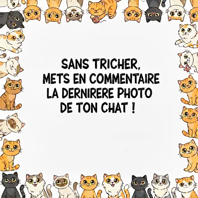 #chat #cattok 