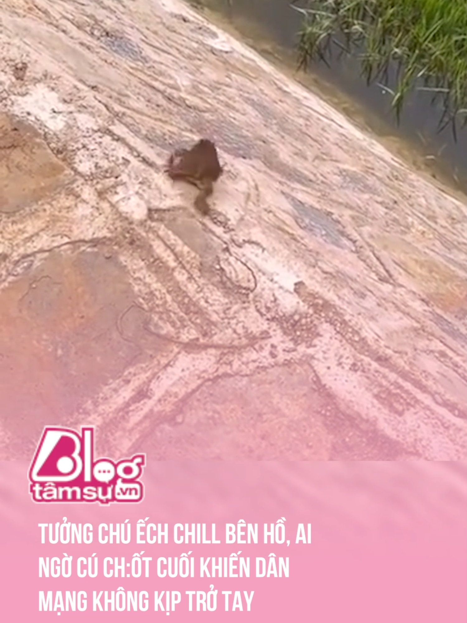 Cú ch:ốt không ngờ tới phải hôn 🤣 #btsmedia #blogtamsu #discovery #khampha #video #viral #videoviral #trending #xuhuong #clips #facts #fact #khoanhkhac #explore #explorer #exploration #frog #animal #animals