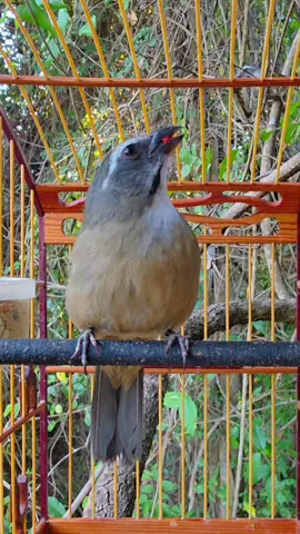 Trinca-ferro cantando #trincaferrodobrasil #trincaferrofibra #trincaferro 
