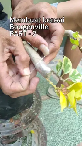 root Grafting| Membuat bonsai Bougenville dari sambung akar. #bougainvillea #rootgrafting #grafting