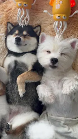 Two Pup’s SPA Time💕 #littlemanyu #dogsoftiktok #dogs #spa #shibainu #manyuland #asmr #shibainumanyu #cute #shiba #westie #xiaobai 