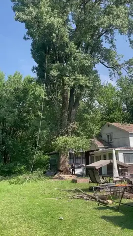 Salah perhitungan saat penumbang pohon dan memimpa rumah #fyppppppppppppppppppppppp #pohon #shorts #fypシ゚ 