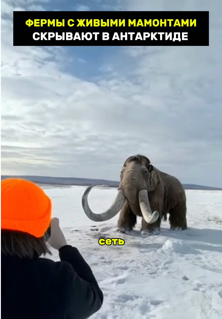 Мамонтов скрывают в Антарктиде 