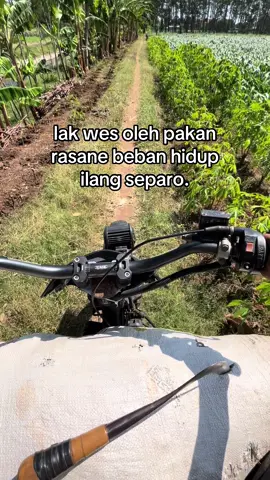 #tukangngarit #sobatngaret #peternakmuda #sapi 
