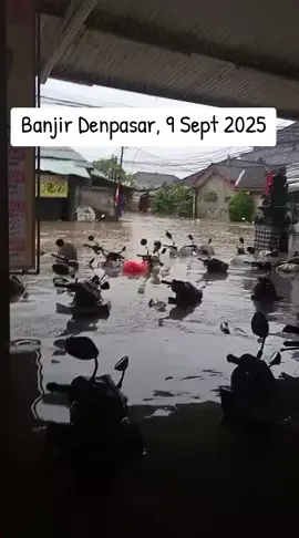 Banjir Denpasar, 9 September 2025 #fyp  #banjrdenpasar  #BMKG 