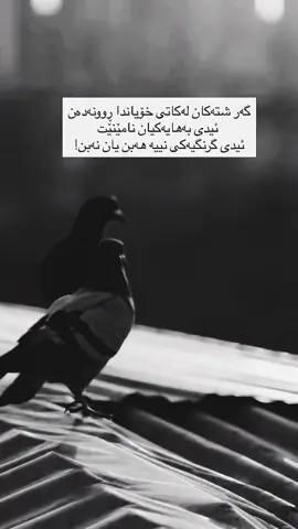 #ئەکتیڤبن🥀🖤ـہہـ٨ــہ #ھەولێر_سلێمانی_دەھۆک_رانیە_کەلار_زاخو_ #foryou #كوردستان #💔 