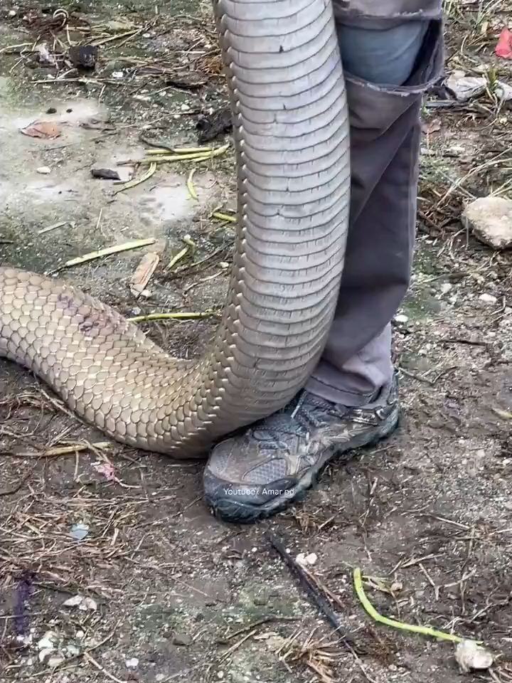 Dünyanın en büyük yılanlarından biri olan kral kobra. #ilginçvideolar #eğlencelivideolar #belgesel #hayvanlaralemi #kingcobra