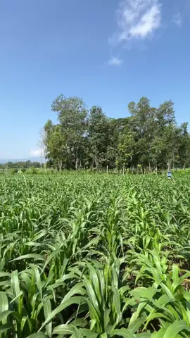 HLOSS #jagungpembenihan #jagungproyek #advantaseedindonesia #advantajagunghebat #advantapx02 