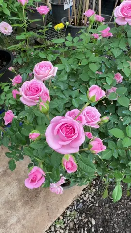 วนดูแล้ว พันรอบค่าาา🤪  #rose #กุหลาบ #บ้านและสวน #สวนแม่โจ้81 #กุหลาบ 