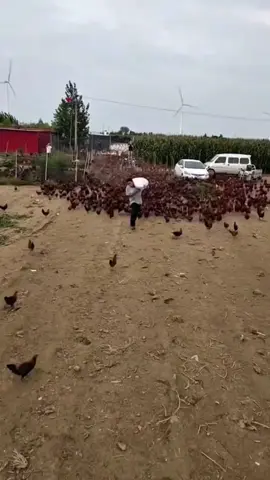 This man was immediately arrested by the police after his neighbors discovered what he was feeding his chickens. #truestory #LearnOnTikTok #farm #agriculture #farmer 