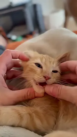 From the expression, you can see that the cat is enjoying it. #catlover #funnycat #catsoftiktok 