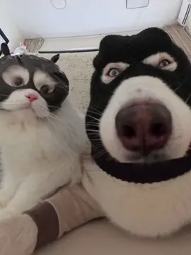 #cutebaby #dogs #cute #cat 