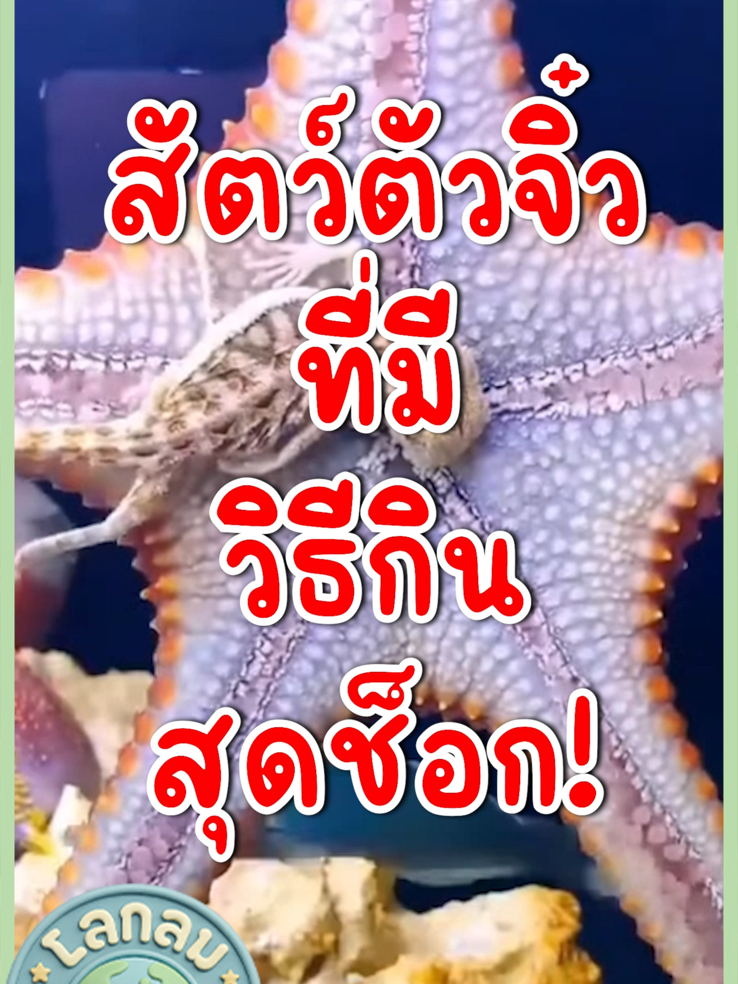 ดาวทะเล สัตว์ตัวจิ๋ว...แต่วิธีกินไม่ธรรมดา! #โลกกลม #ปลาดาว #Starfish #ดาวทะเล #สัตว์ไม่มีกระดูกสันหลัง #ฟีด #ฟีดดดシ