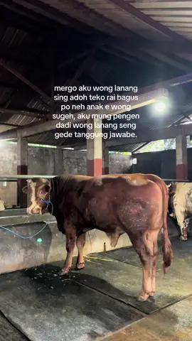 😔#peternaksapiindonesia #fyp #kediri24jam #sapijumbo #lewatberanda 