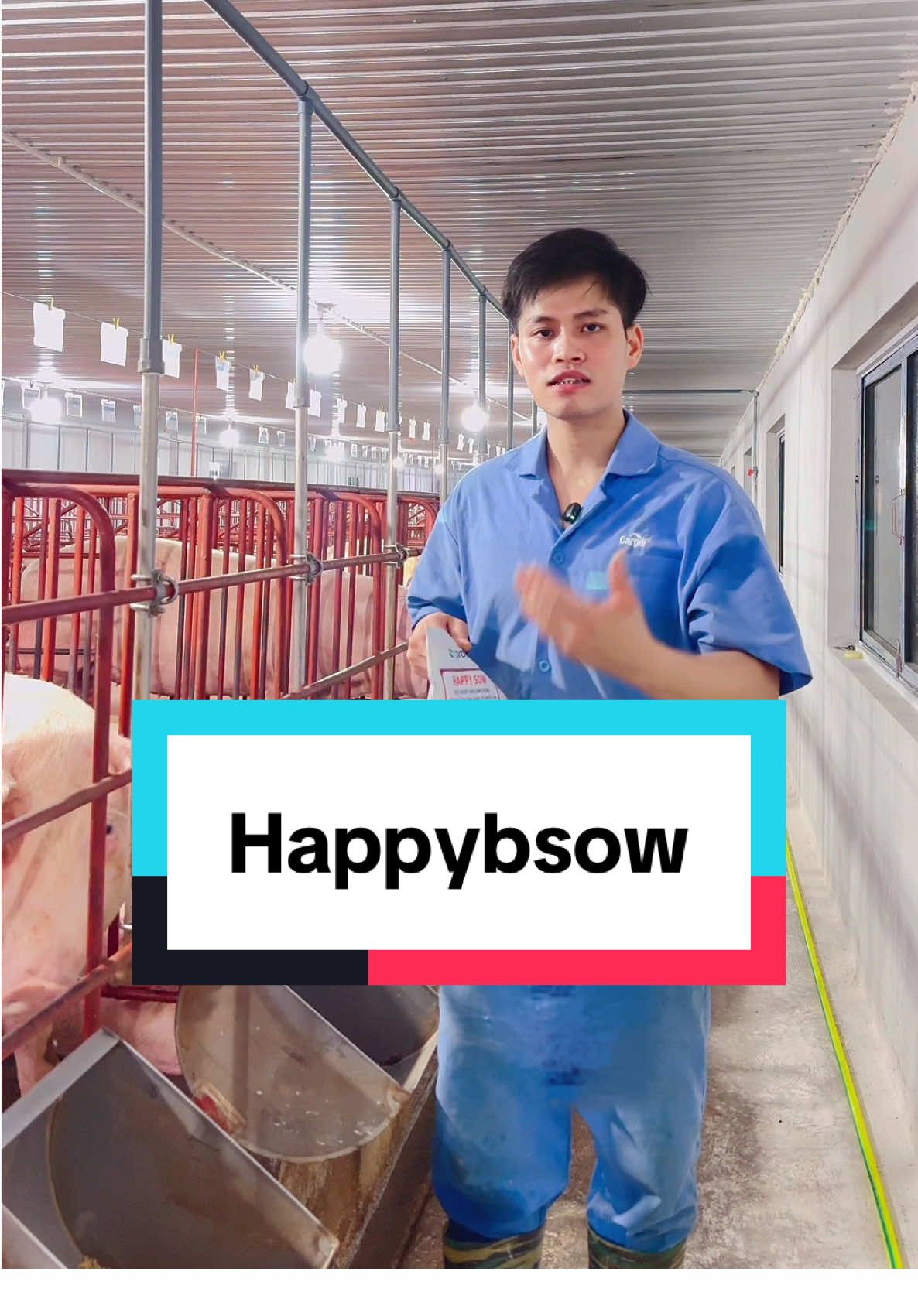 Heo cai sữa về chậm lên giống hay lên giống mờ nhạt. Bổ sung happy sow giúp heo lên giống nhanh, rõ ràng#anhchanheo #lengiongnhanh #channuoiheo #channuoiheo 