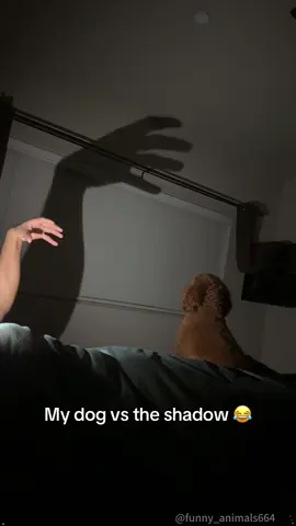 Play a trick on my dog!#fyp #foryou #dog #petlove #dogsoftiktok #funnytiktok #doglover #funny #funnyvideos #fypage #funnydog #dogs