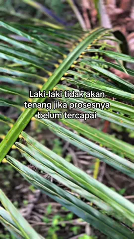 #sawit #sawitontiktok 
