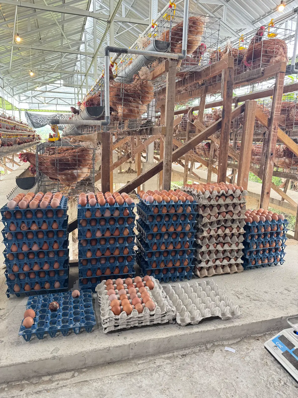 Alhamdulillah semoga lancar semuanya, siap kirim❤️🥰😇#ayampetelur #peternakmuda #pengusahamuda #peternaksukses #peternakmilenial 