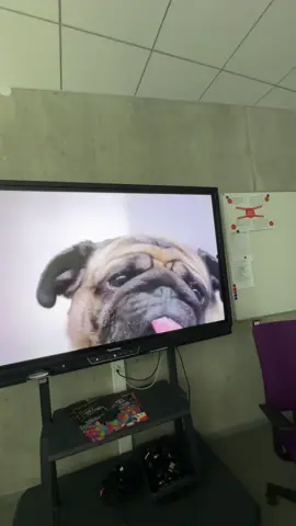 #tiktoklatvia #latvia #svg #trend #pug 