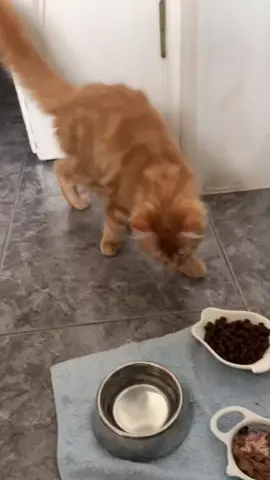 Orange Cat Action #cat #cats #catsoftiktok #funny #funnycat #funnyvideos #catlover #fyp #foryou #pet #pets 