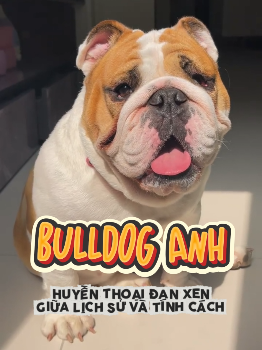 những sự thật về Bulldog Anh #laputafarm #englishbulldog #bulldog #bulldoganh 